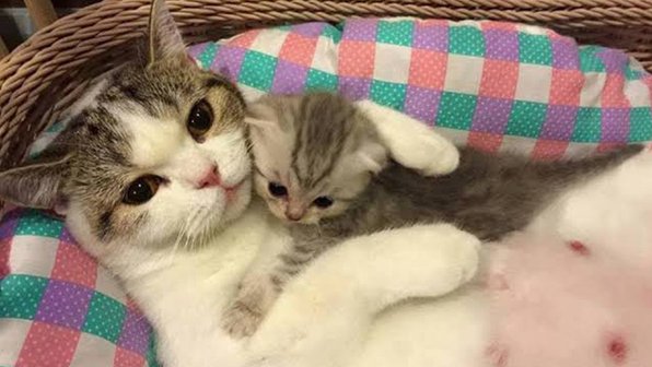15 кошек и собак, которые познали радость материнства. Фотоподборка