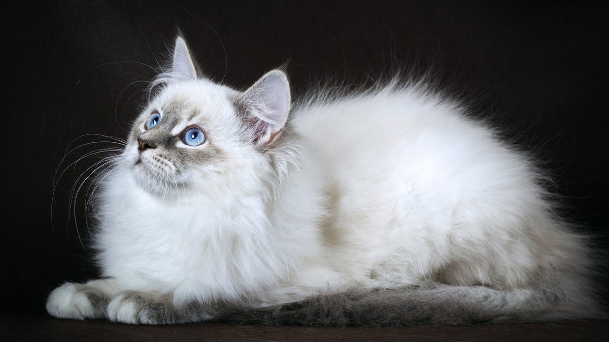 Белая кошка с голубыми глазами порода (47 фото)
