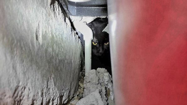 Хозяева искали кошку по всей Москве, а она нашлась под ванной