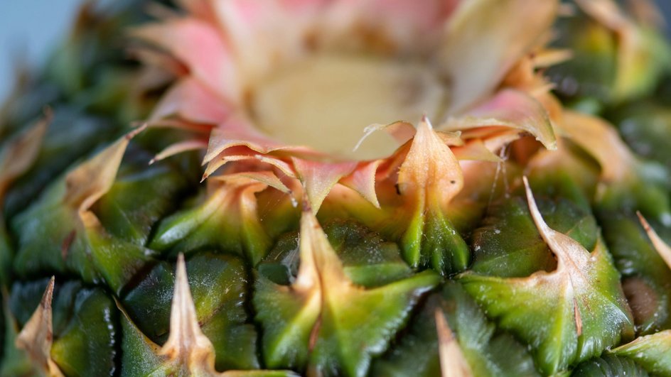 Ученые создали ананасовую кожу для замены натуральной кожи
