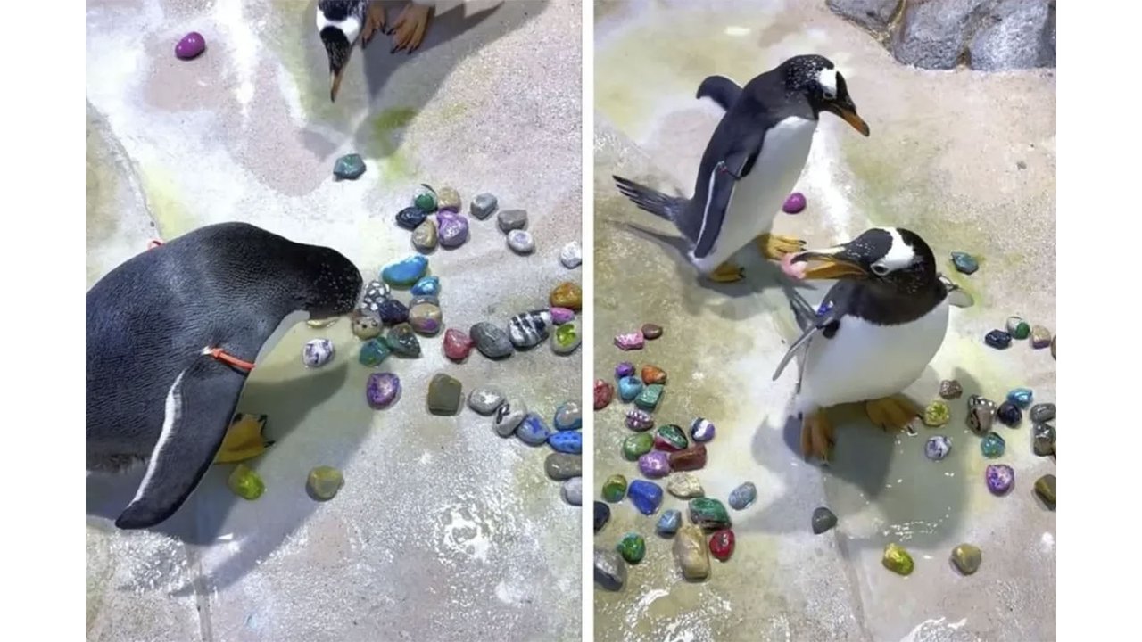 В Сети показали, как мило пингвины добиваются внимания партнера