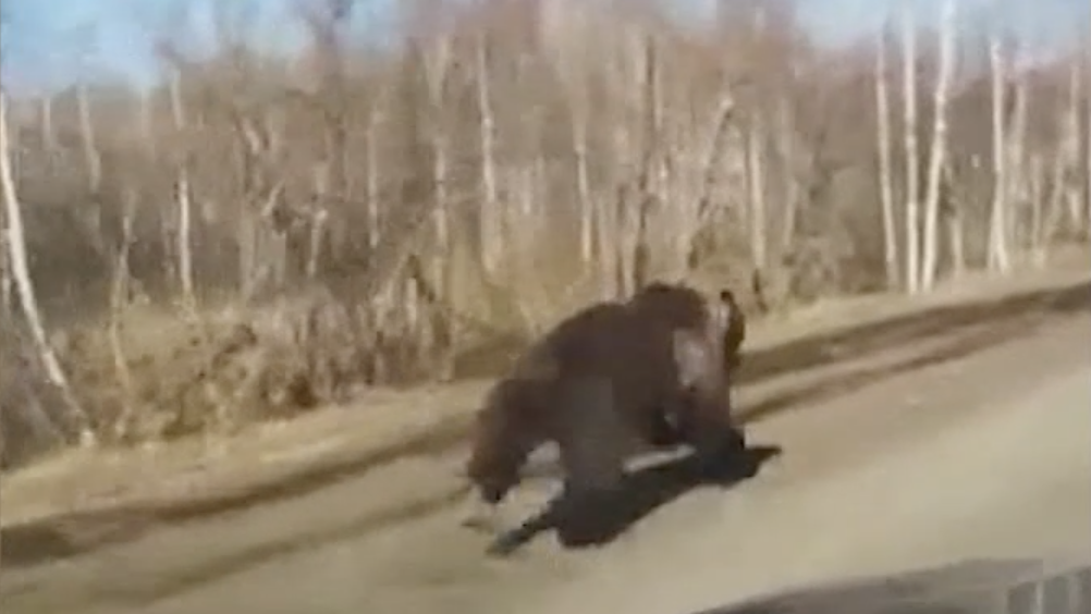 Сбежавшие медведи