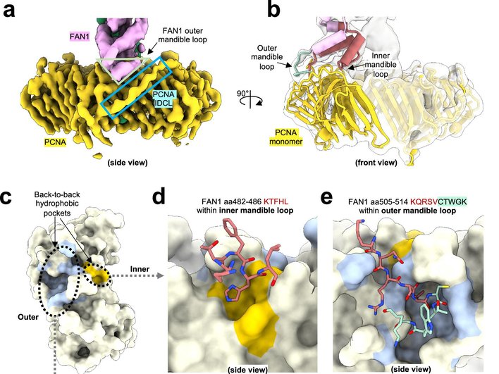FAN1 и PCNA
