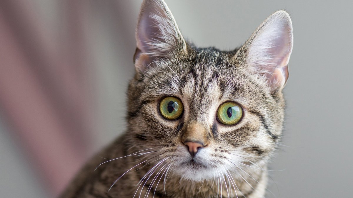 Из грязи – в князи» | 5 пород кошек, выведенных из обычных дворняжек -  Питомцы Mail.ru
