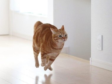 Редкий в природе вид рыже-белой котолетяги. Источник: @meowmeowcatclub (https://www.instagram.com/p/Bnw8sQdBAO3/)