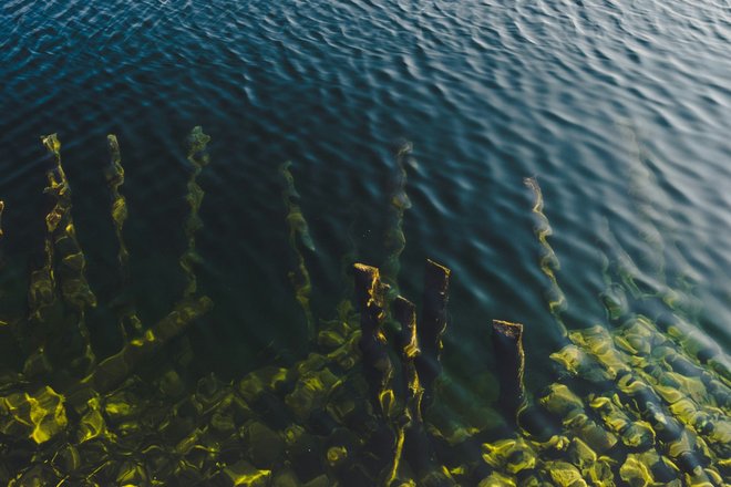 водоросли водоросли