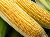 Эксперт спрогнозировал подорожание кукурузы в РФ до конца года Эксперт спрогнозировал подорожание кукурузы в РФ до конца года