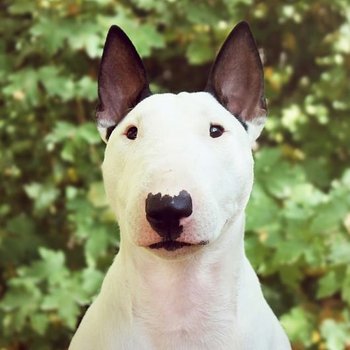 Миниатюрный бультерьер - описание породы собак: характер, особенности  поведения, размер, отзывы и фото - Питомцы Mail.ru