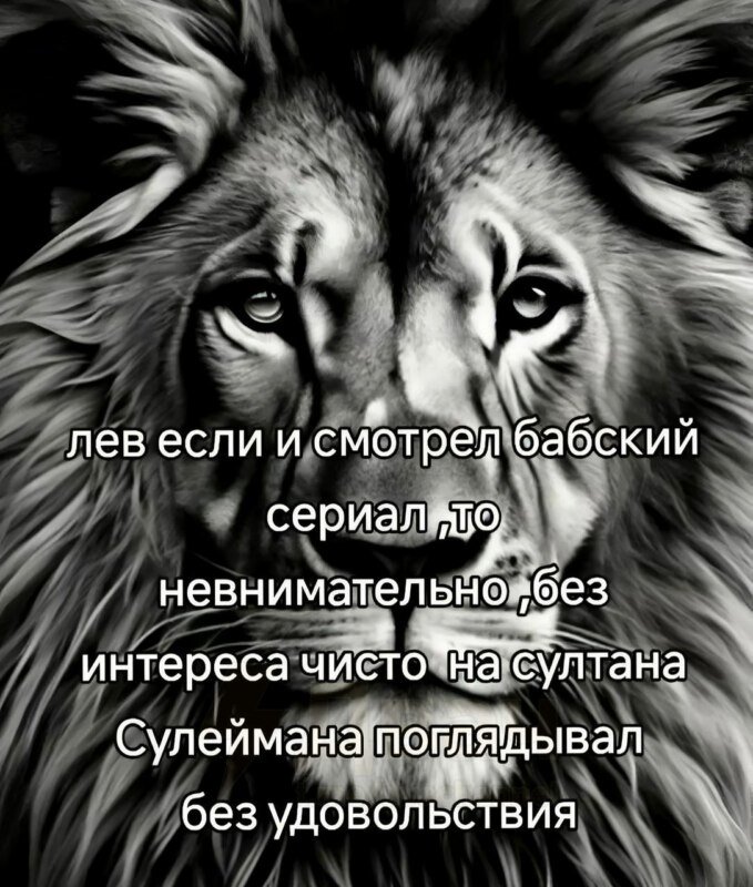 Черно-белая фотография льва с надписью «Лев если и смотрел бабский сериал, то невнимательно, без интереса число на султана Сулеймана поглядывал без удовольствия» Черно-белая фотография льва с надписью «Лев если и смотрел бабский сериал, то невнимательно, без интереса число на султана Сулеймана поглядывал без удовольствия»