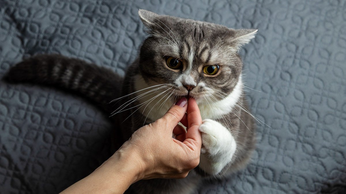 Как дать кошке таблетку от глистов - Питомцы Mail.ru