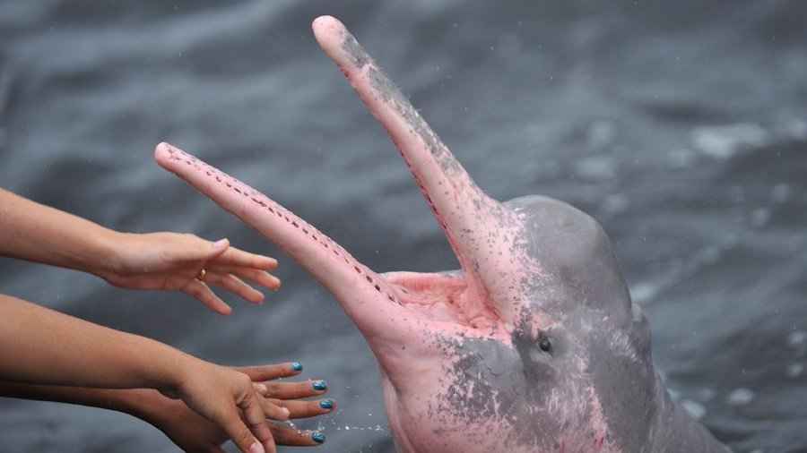 Розовые дельфины – дружелюбные создания 