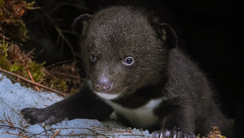 Кадр из фильма «Я — медведь»