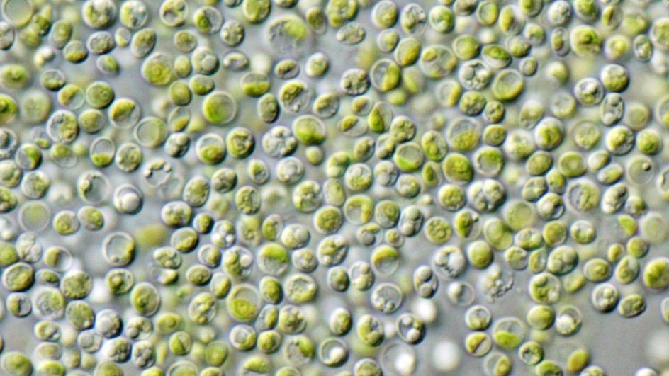 Chlorella vulgaris