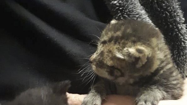 В Петербурге спасли кошачью семью, от которой хотели избавиться