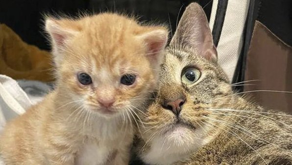 Кошка окружает любовью своего котенка после их спасения