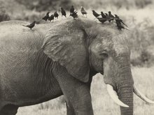 Кадр из Африканский слон