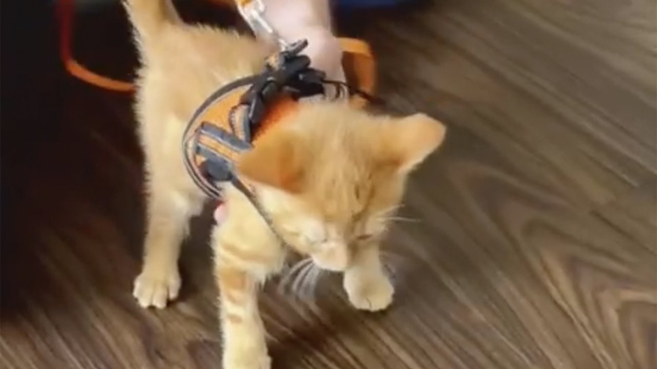 Котенок недоволен Котенок недоволен