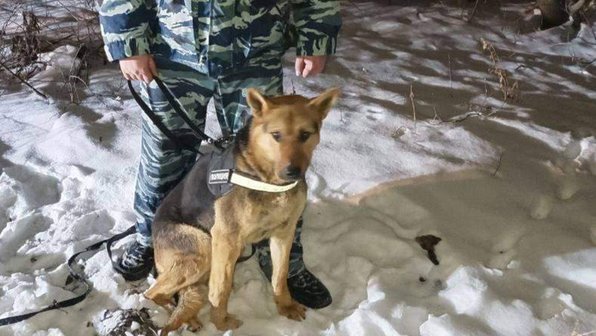 В Курской области пес нашел замерзающего мужчину