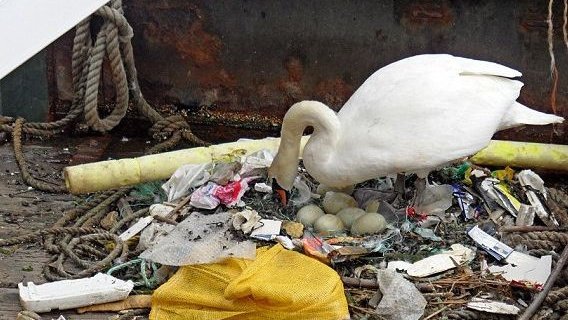 Лебедь свил гнездо на пластиковых отходах