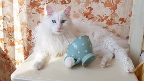Кошки как собаки: топ пород с «собачьим» характером. Часть 2