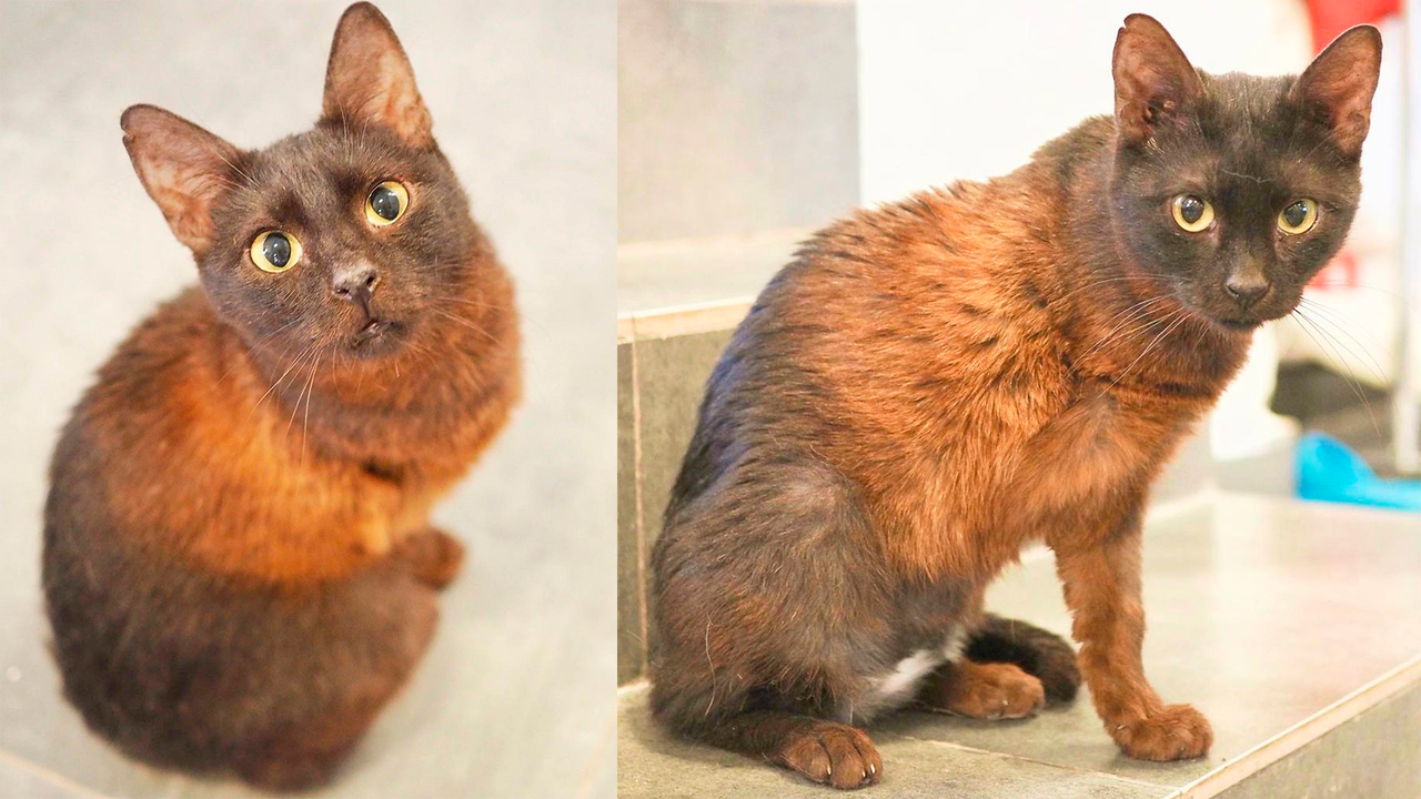 Из-за необычного шоколадного окраса кошку назвали Гаваной