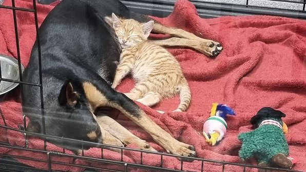 Котик сбежал из вольера в клинике, чтобы утешить грустную собаку