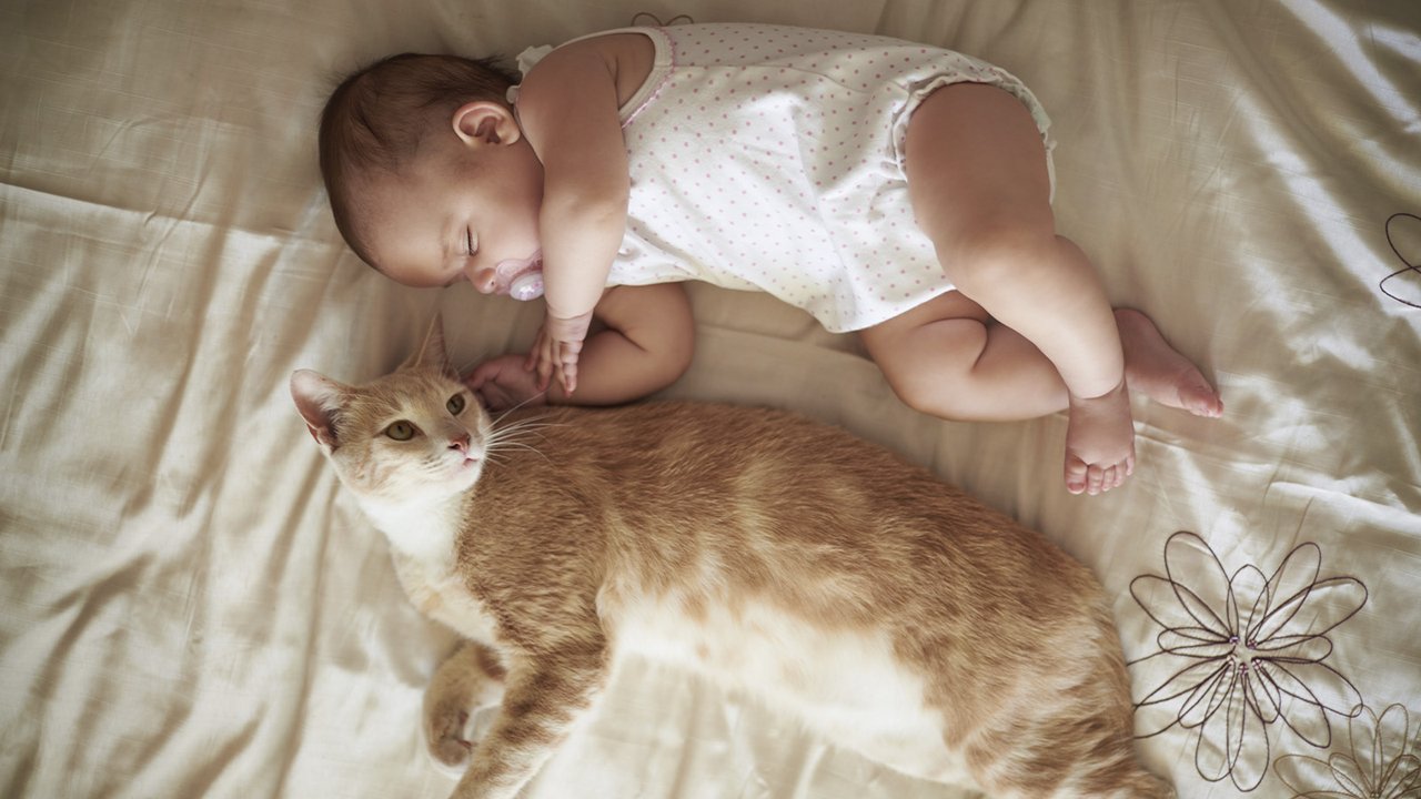 Кошка Кошка
