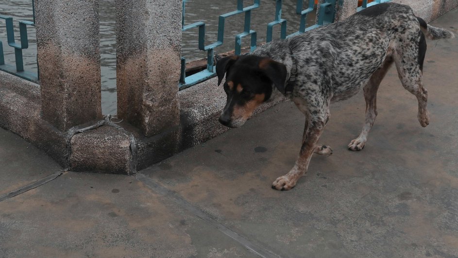 Потерявшаяся собака грустно бродит по городу