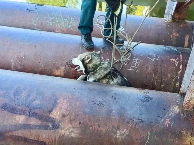 В Тверской области спасли собаку, застрявшую в конструкции моста