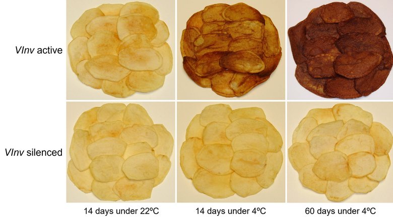 После жарки картофеля с отредактированными генами получаются более полезные и привлекательные чипсы.