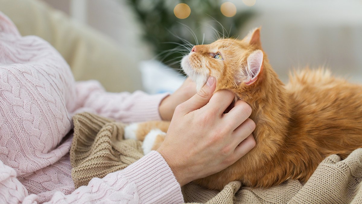 Почему кошки вылизываются? - Питомцы Mail.ru