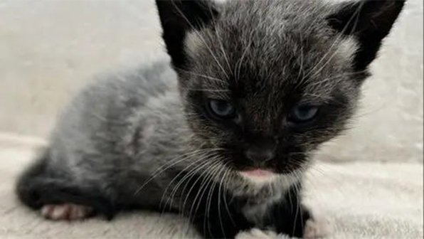 Коты-хамелеоны: почему их шерсть меняет цвет