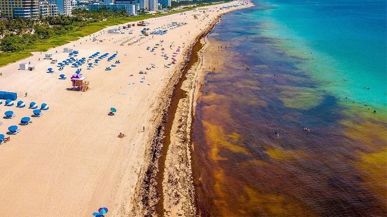 Пляж, «атакованный» саргассами. Фото: USF College of Marine Science - University of South Florida