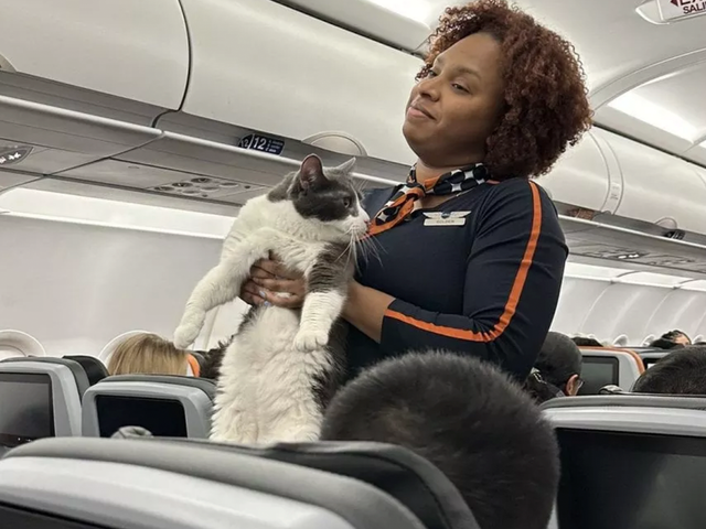 Кот решил прогуляться на борту самолета и повеселил пассажиров