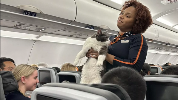 Кот решил прогуляться на борту самолета и повеселил пассажиров