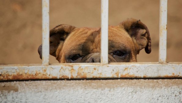 В четырех тюрьмах Таиланда заключенным разрешат заводить собак
