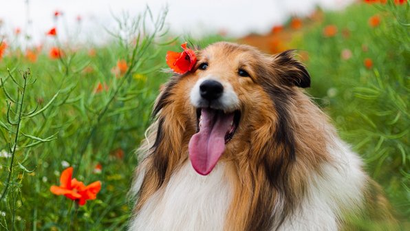 Поведение и здоровье собаки: какая связь