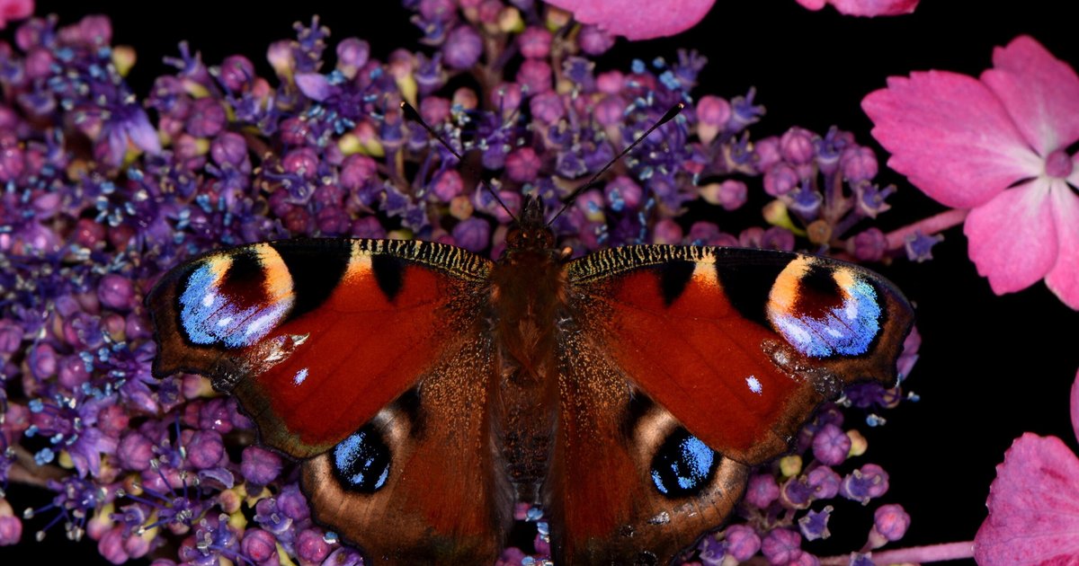 Раскрыт необычный факт о бабочках и статическом электричестве
