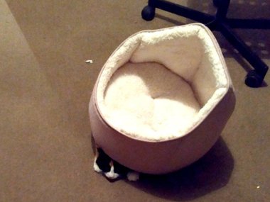 «Купили новую кошачью кровать. Милая, её используют не так».