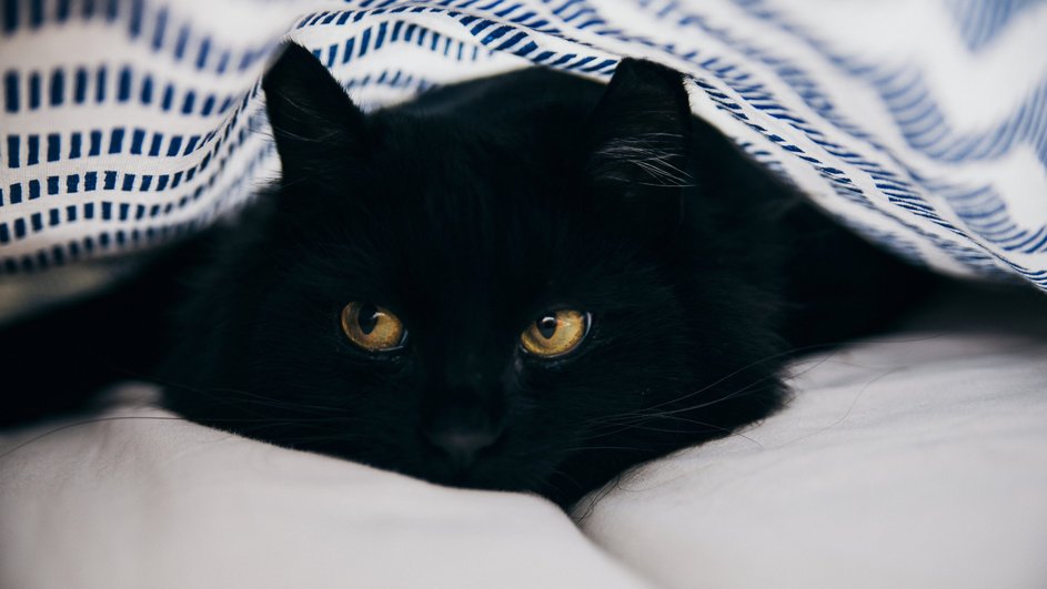 Черная кошка, кровать, постель
