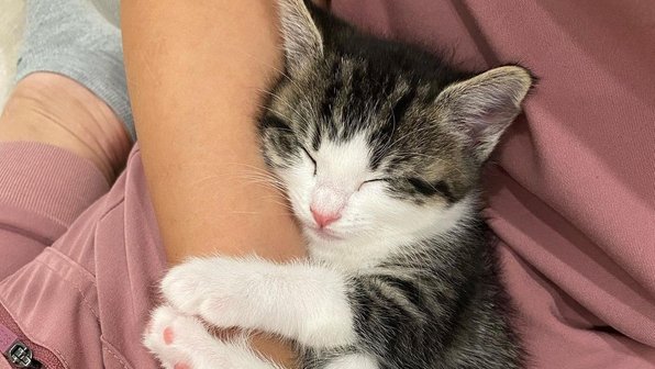 Котенок впервые увидел солнечный луч и попытался его поймать