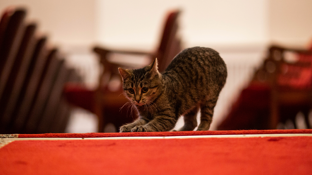 В Ачинске в драмтеатре выступил котенок — и это милота!