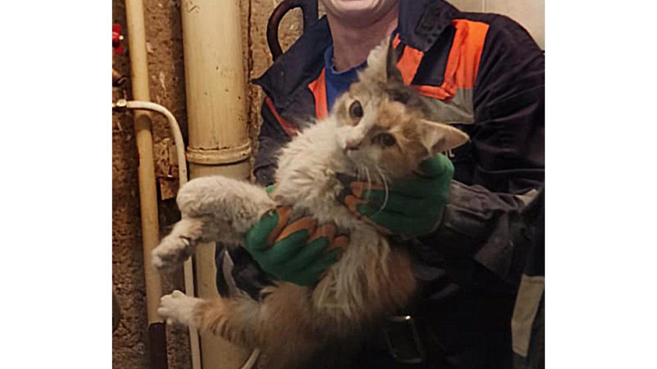 В Сергиевом Посаде спасли кошку, застрявшую в вентиляции