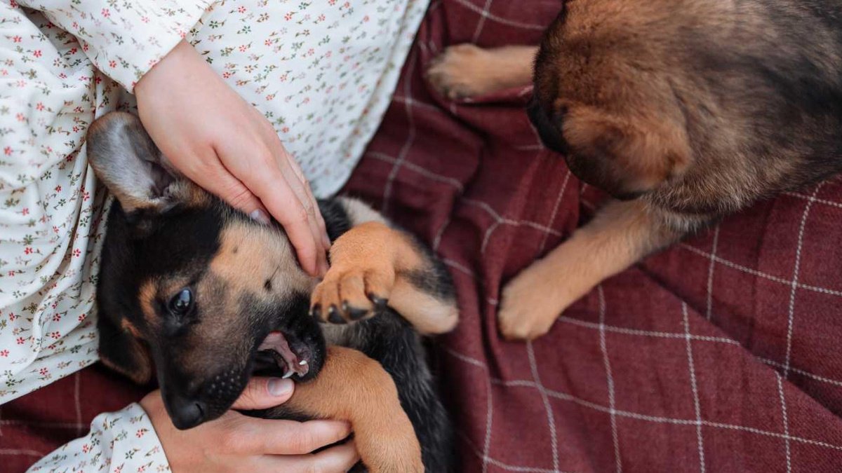 Когда можно гулять со щенком после прививок - Питомцы Mail.ru
