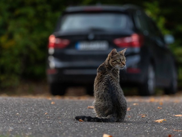 «Томас, найдись!», или 3 причины перевозить кошку в машине только в переноске