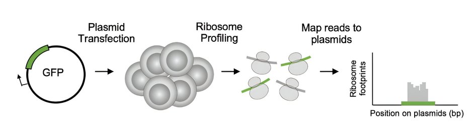EmGFP EmGFP