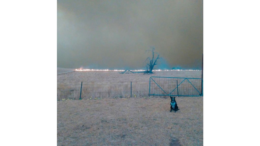 border-collie-saves-sheep-fire-australia-3-5e143c4c72198__700