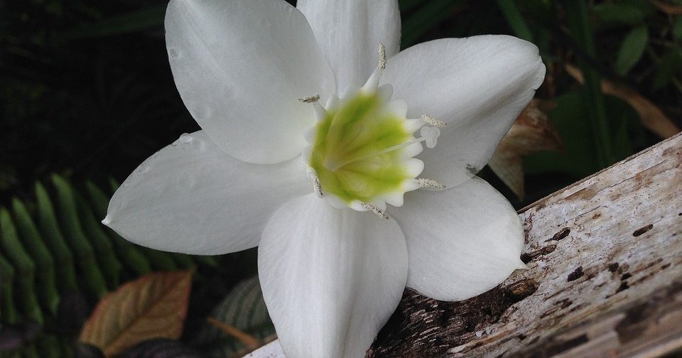 7 весенних цветов, которые вырастут из луковицы и украсят ваш интерьер