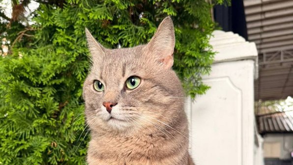 В Московской области ищут дом для кота, поселившегося у ресторана