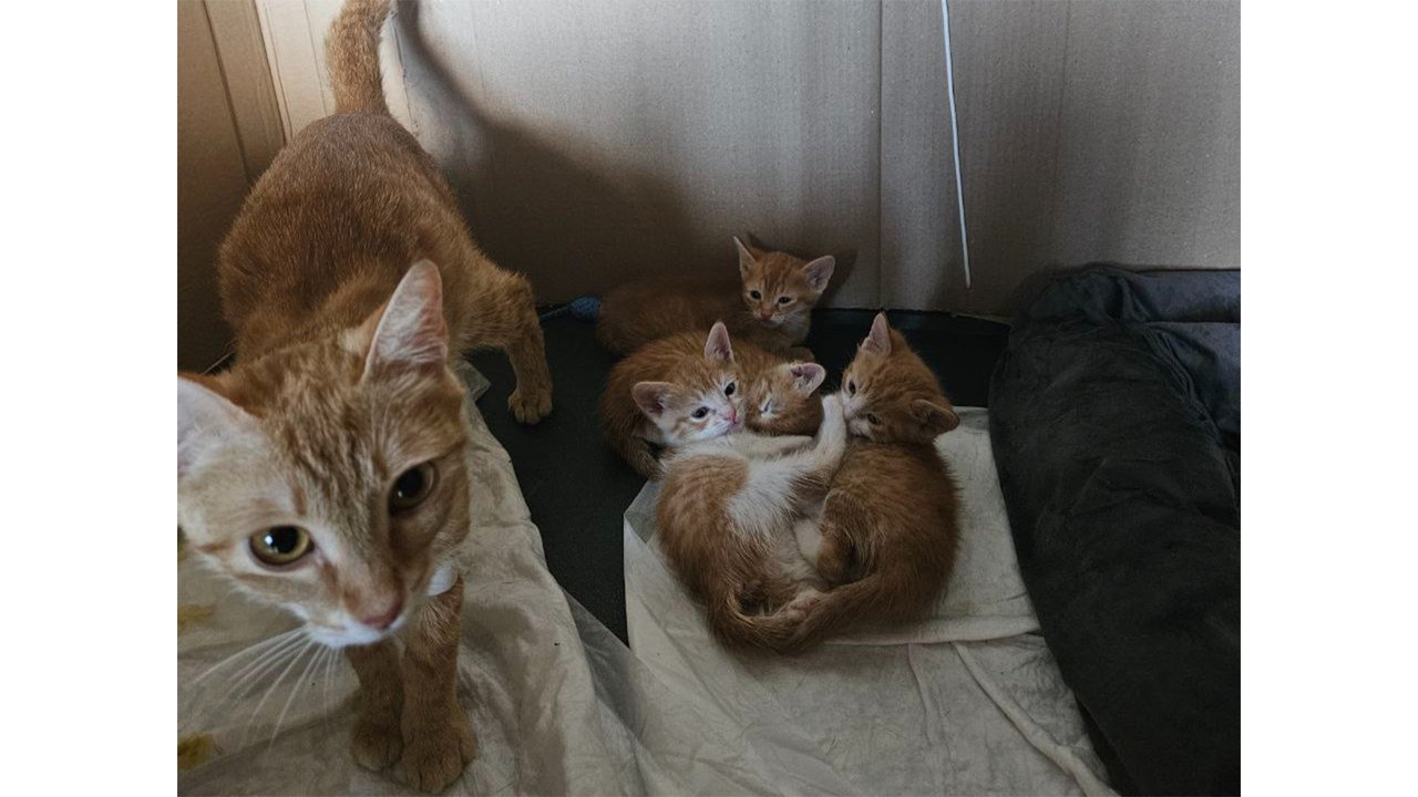 Рыжие котята Рыжие котята